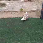 قمري ( هجف ) هولندي منتج