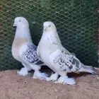 حمام تركي منقا