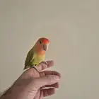 للبيع انثى روز