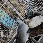 للبيع حمام بدي ياكريم