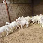 بهم حري اعمار شهرين و نص إلى ثلاث شهور