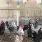 ديك