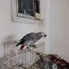 كاسكو افريقي