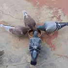 4 حبات زواجل شبابات حجول جمعيه عالسوم