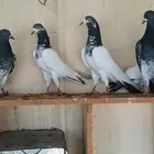 حمام باكستاني تيدي