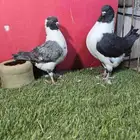 حمام زينه كنق دنش ايراني قلابي