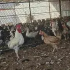 دجاج بلدي بياض