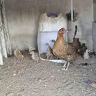 دجاجه بفروخها