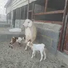 للبيع عنز متاوه عليها2 تيوس حليب وافر وطيب. نظيف شرط