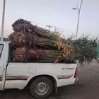 النخيل للبيع