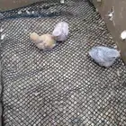 فروخ طيور روز غر