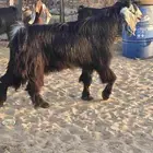 تيس عارضي مشروع فحل
