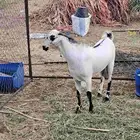 تيس بيشي