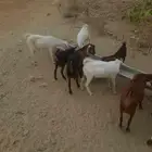تيوس بلدي