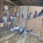 حمام زاجل سباق