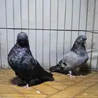 حمام خوارج