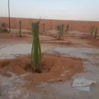 لبيع نخيل القصيم