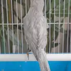 فراخ باستيل