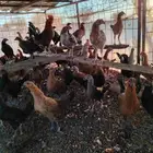 دجاج بلدي العمر خمس شهور ونص ما عليه سوم العدد 160 حبه ال