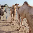 متوفر قعدان صومالية نخب اول درجة ممتازة من الجودة وبسعر زين