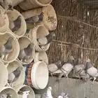 80 جوز فرنسي وسلفر مخلوطه وحجامه سوبر جامبو وشرط مفروز وجاهز