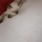 1 ذكر وثاني أنثى والرصاصي انثى