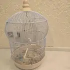 طير روز البينو