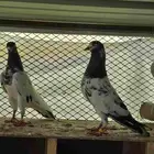 حمام تيدي سخي