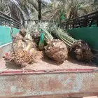 جثايث نخل