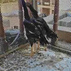 شامو الماني - سندي