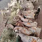 بربرى وتيوس