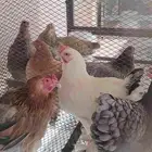 دجاج براهمة