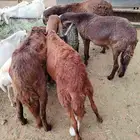 سواكن وبربرى وتيوس
