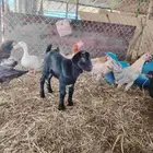 جفره داغوره