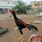 ديك باكستاني سندي اصيل