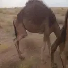 قعدان لباني على الشرط العدد خمسة