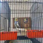 طيور كرواان