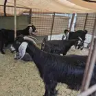 معزا للبيع 22 تحتها 10 بفحلها