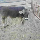 ثور عجل العمر اقل من سنة الموقع ملهم