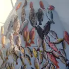 تتوفر لدينا رحلات فردية وجماعية طوال أيام الأسبوع