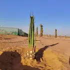 توريد وتكريب اتنضيف الخيل