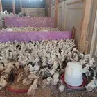 صوص بلدي فواتح