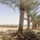 نخل عربي طول مترين ونص الئ ثلاثه متر