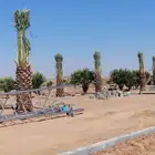 يوجد لدينا جميع انواع الأشجار نخل عربي زيتون مثمر