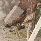 شامو الماني