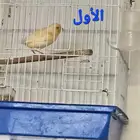 كناري ذكور شباب