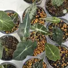 نبات الو كاسيا