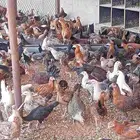 دجاج وبط
