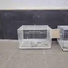 قفصين حجم 600