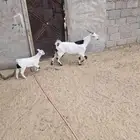 عنز معها جفره بريده